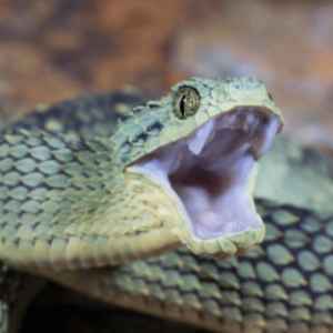 Atheris Chlorechis Snake Venom