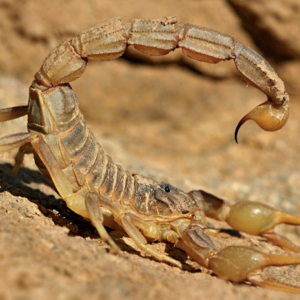 Buy Buthus Occitanus Scorpion Venom
