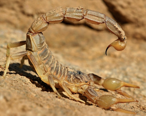 Buy Buthus Occitanus Scorpion Venom