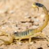 Deathstalker Scorpion Venom For Sale