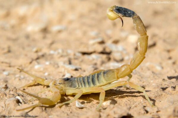 Deathstalker Scorpion Venom For Sale