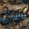 Emperor Scorpion Venom For Sale