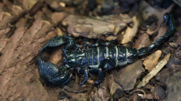 Emperor Scorpion Venom For Sale