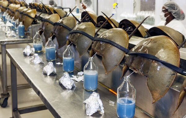 Buy Horseshoe Crab Blue Blood Online