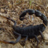 Moroccan Black Thick-tailed Scorpion Venom 