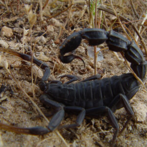BUY SCORPION VENOM