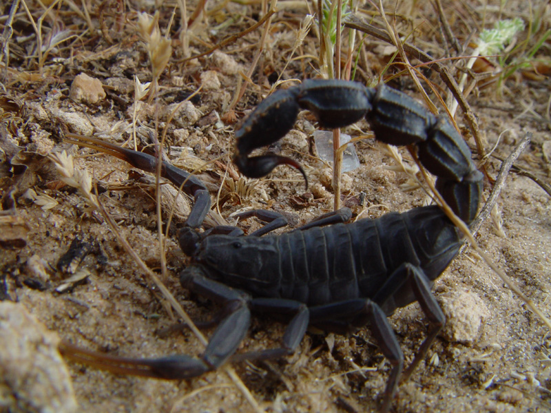 Moroccan Black Thick-tailed Scorpion Venom Moroccan Black Thick-tailed Scorpion Venom