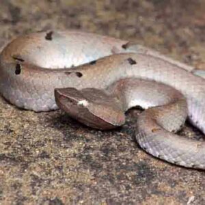 Buy Hypnale hypnale Snake Venom Online