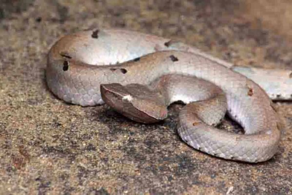 Buy Hypnale hypnale Snake Venom Online