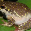 Kassina senegalensis Toad Venom For Sale