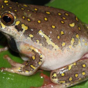Kassina senegalensis Toad Venom For Sale