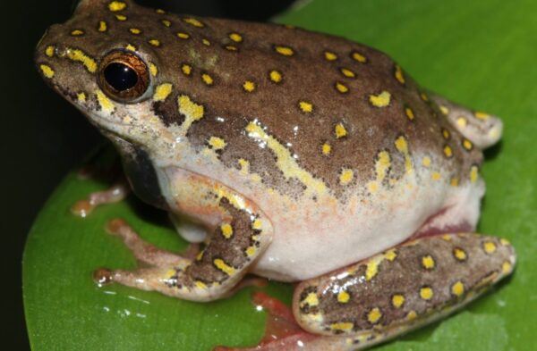 Kassina senegalensis Toad Venom For Sale