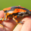 Phrynomantis bifasciatus Frog Venom For Sale