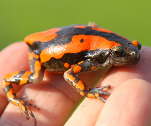 BUY FROG VENOM