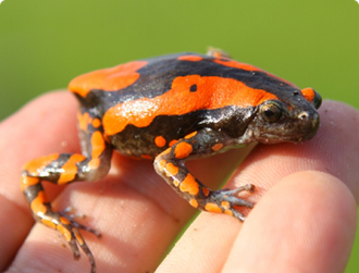 Phrynomantis bifasciatus Frog Venom For Sale Phrynomantis bifasciatus Frog Venom For Sale