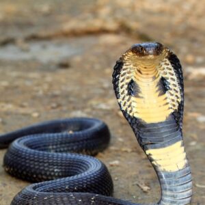 BUY SNAKE VENOM