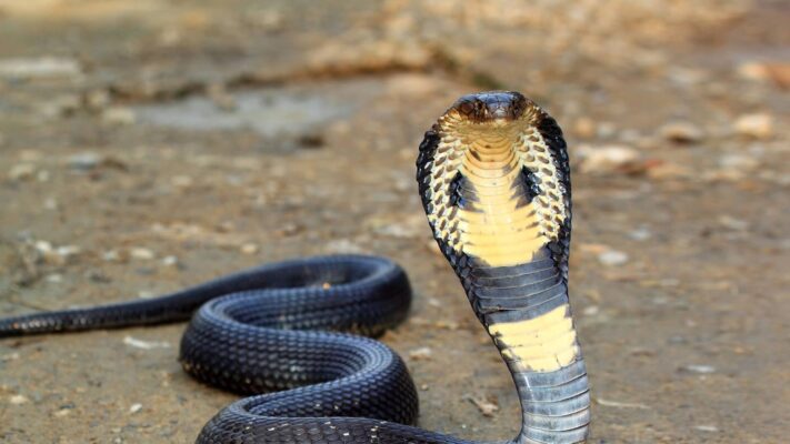 Buy King Cobra Snake Venom Online