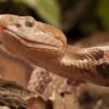 Agkistrodon Contortrix Snake Venom For Sale