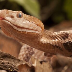 Agkistrodon Contortrix Snake Venom For Sale