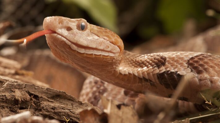 Agkistrodon Contortrix Snake Venom For Sale