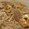 Buy Androctonus Amoreuxi Scorpion Venom Online