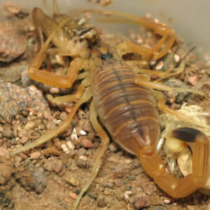 Buy Androctonus Amoreuxi Scorpion Venom Online
