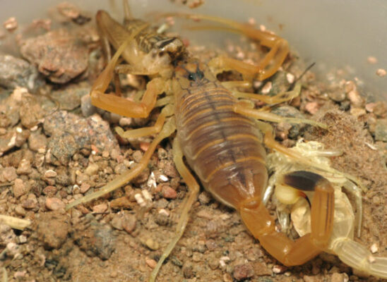 Buy Androctonus Amoreuxi Scorpion Venom Online