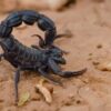 Androctonus Crassicauda For Sale