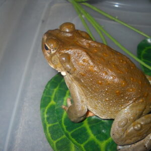 Bufo Bufo Toad Venom For Sale