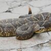 Buy Crotalus Durissus Snake Venom Online