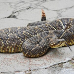 Buy Crotalus Durissus Snake Venom Online