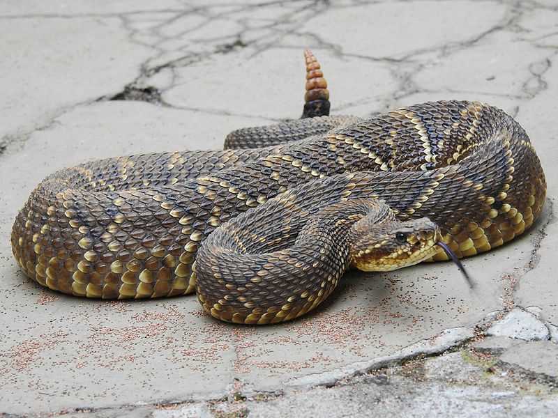 Buy Crotalus Durissus Snake Venom Online Buy Crotalus Durissus Snake Venom Online