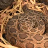 Buy Daboia Russelii Snake Venom Online