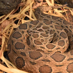 Buy Daboia Russelii Snake Venom Online