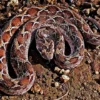 Echis Carinatus Snake Venom For Sale