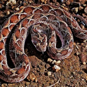Echis Carinatus Snake Venom For Sale
