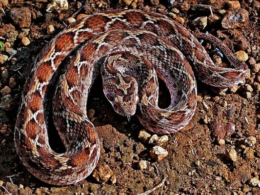 Echis Carinatus Snake Venom For Sale
