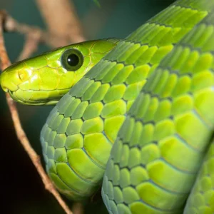 Dendroaspis Angusticeps Snake Venom