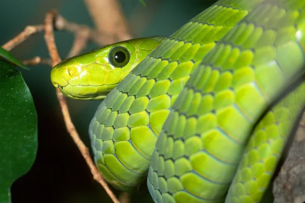 Dendroaspis Angusticeps Snake Venom