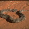 Buy Bitis Arietans snake Venom Online