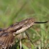 Vipera Aspis snake Venom For Sale