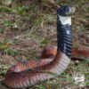 Aspidelaps scutatus - Shield-Nose Snake Venom