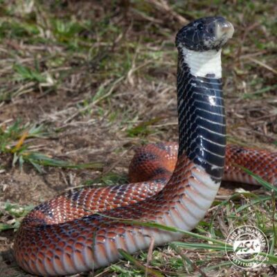 Aspidelaps scutatus - Shield-Nose Snake Venom