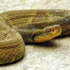 Jararaca Pit Viper Snake Venom