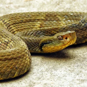 Jararaca Pit Viper Snake Venom